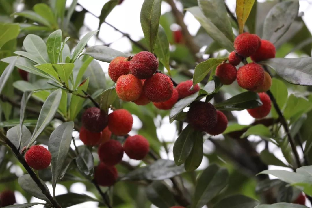 这里杨梅的种植面积达200亩赤水元厚镇五柱峰村柏杨坪的杨梅进入采摘