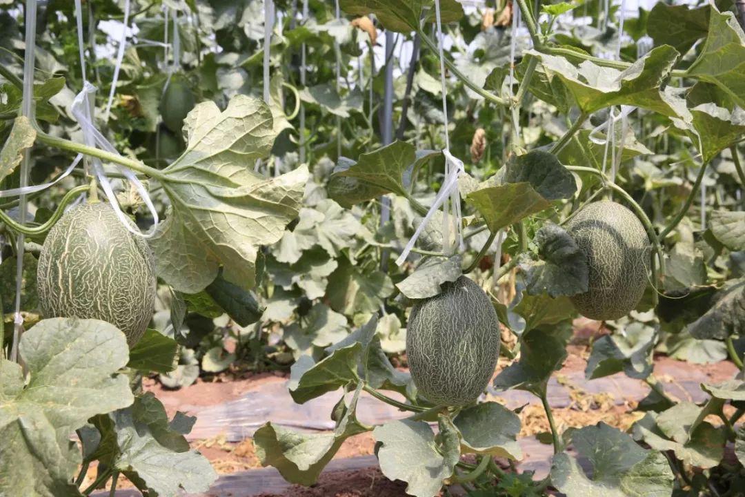 美丽乡村游|走进大兴,亲近自然,品原生态哈密瓜_种植