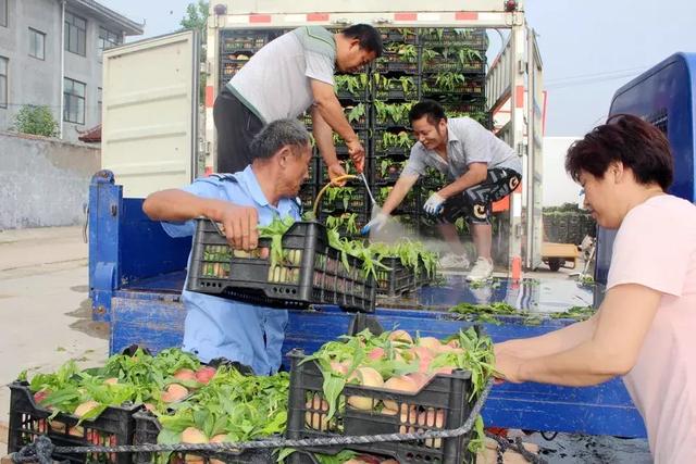 超甜!芒山镇柿元村的桃子熟了_永城市