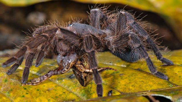 关于蜘蛛你需要知道的事8只眼睛强力丝网和实用又性感的腿毛