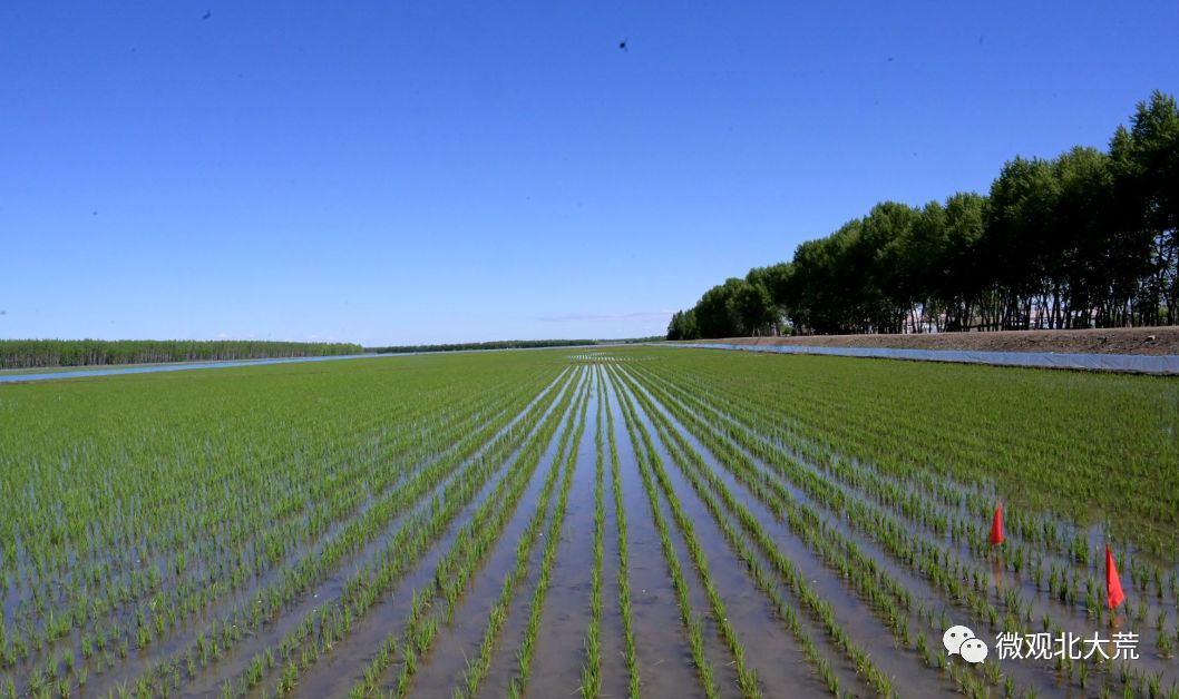 【青农聚焦】北大荒稻田里玩出新花样,一地双收走创新"稻"路!