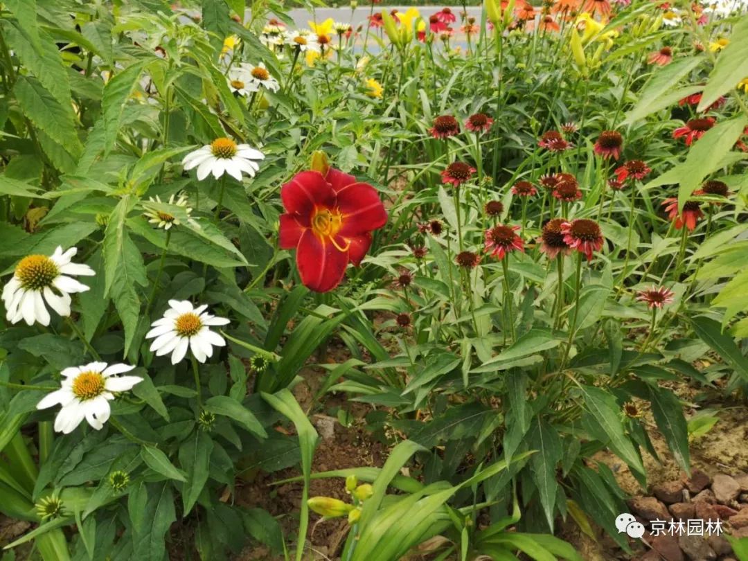 京林動態考察交流丨京林生態花園的超燃六月