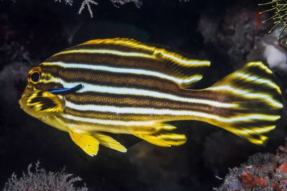 潜行家物种海下摇滚小青年甜唇鱼