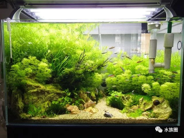 自然水族造景到底美在那里来用心感受