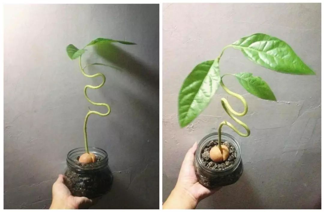 这些果核放水里7天冒出小森林种子养成盆栽原来这么美