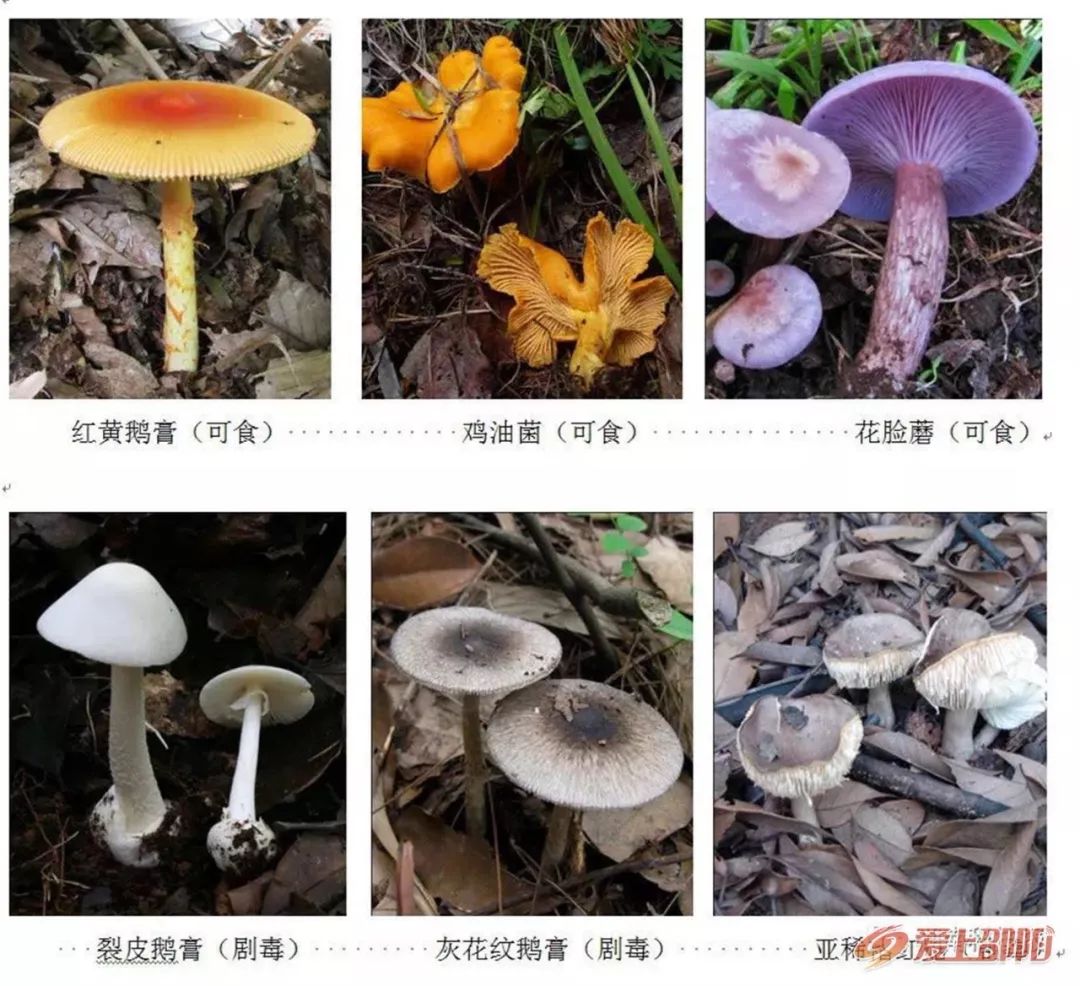 误食毒蘑菇可致丧命权威专家带来识别攻略
