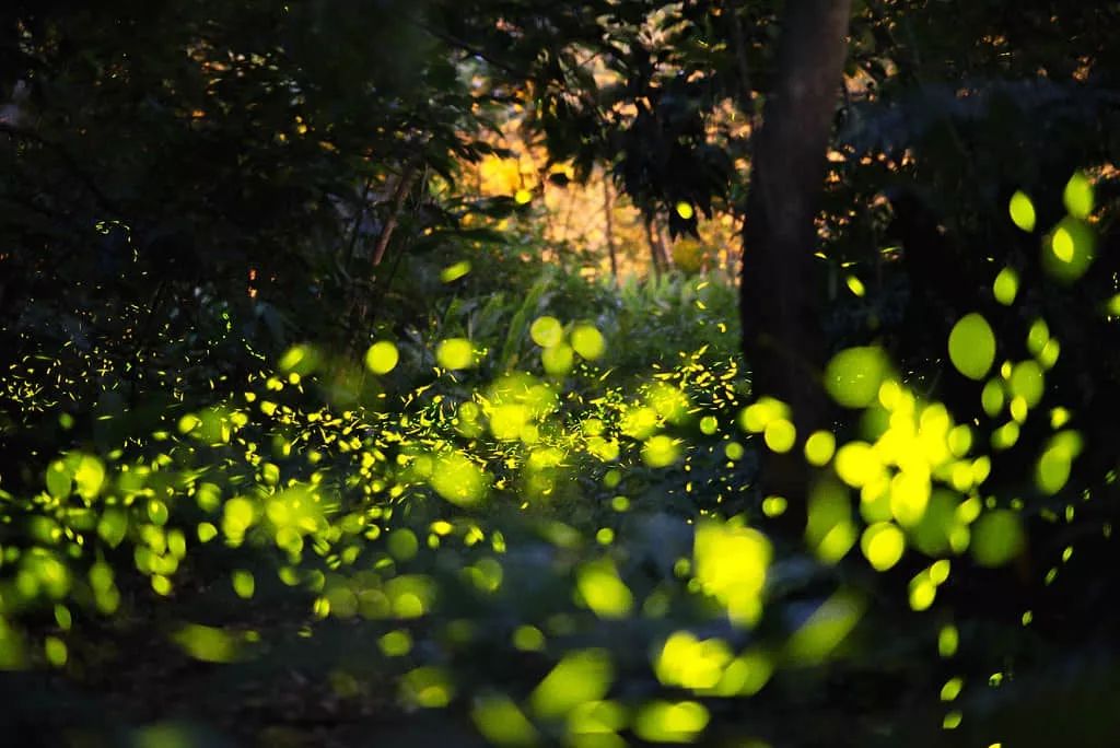 门票免费送首届百万萤火虫精灵星空展6月29号周浦花海盛大开展