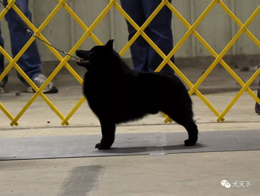 点指名犬——机警,无畏的黑色小精灵,史奇派克犬