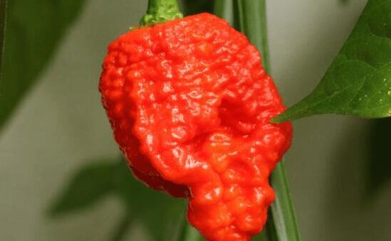 世界上最辣的辣椒排名前十大最后一个曾经辣死过人