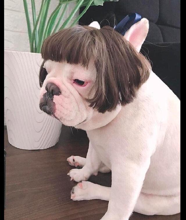 网友给狗狗戴上了假发,这模样看的好眼熟啊,德国总理默克尔?