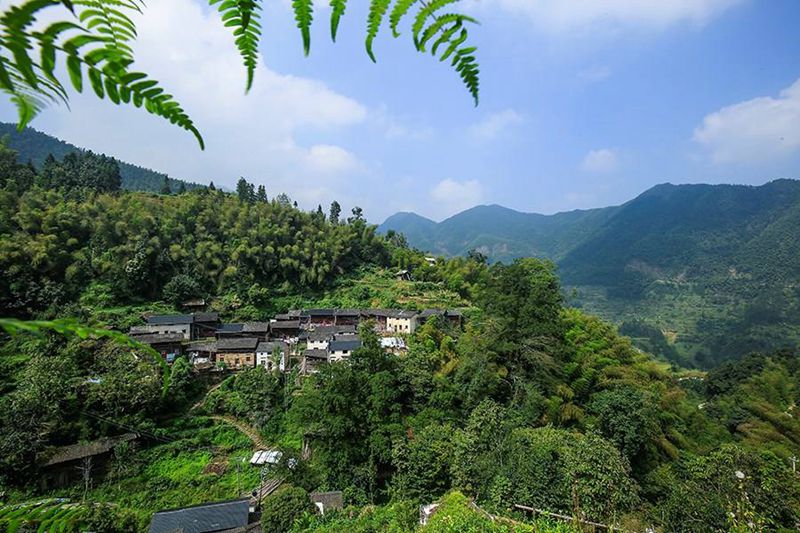 易武茶区的普洱茶有哪些特点