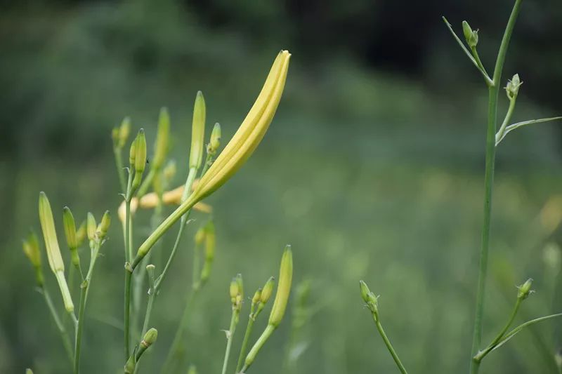 龙山战地黄花分外香