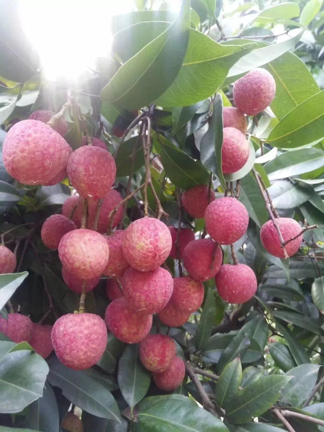 荔枝谢幕龙眼黄皮登场一起组队采摘吧