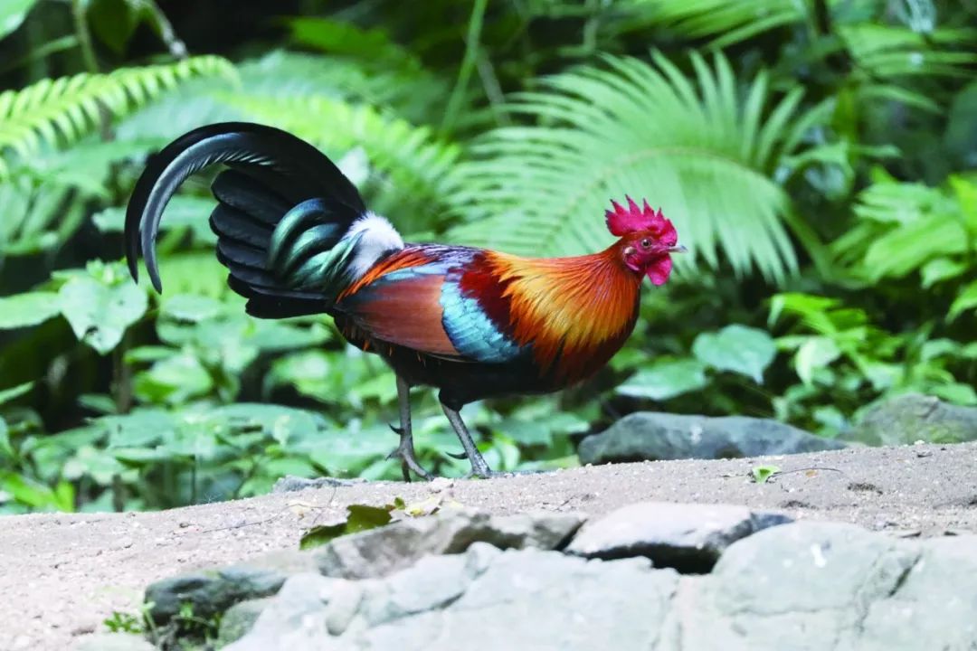 图话用镜头发现动物之美