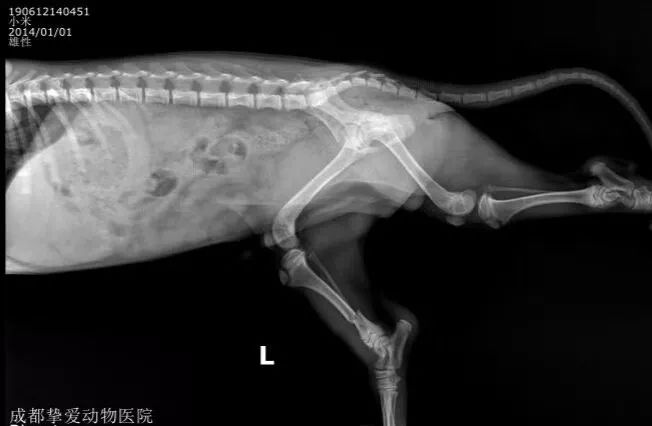 【病例分享】比熊犬胫腓骨骨折,prcl锁定骨板系统病例分享!