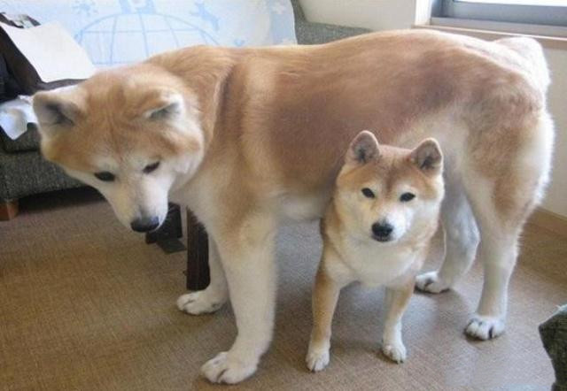 这两种斗牛犬长得就很像,很多人甚至会把它们当成一个品种的狗.
