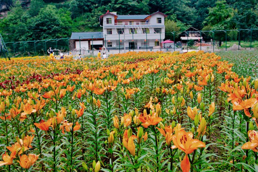 曾家山花千谷田园综合体开园迎客