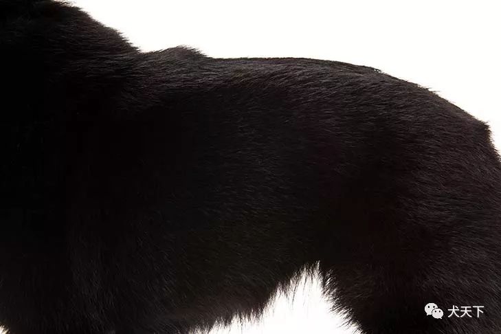 点指名犬机警无畏的黑色小精灵史奇派克犬