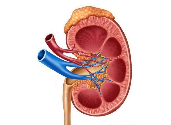血肌酐高了饮食上要注意这几点