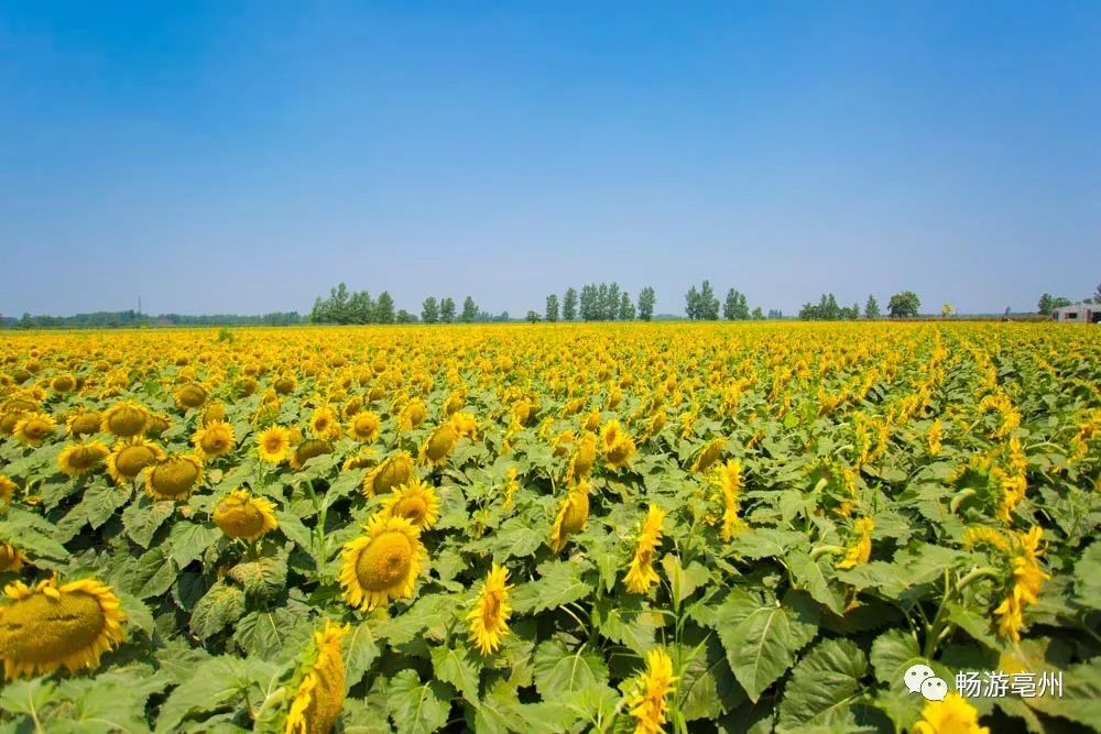 超美的四季花海坐落在安徽省亳州市譙城區十河芍花養生小鎮,位於十