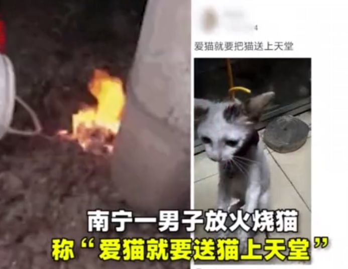 花花与三猫虐猫事件图片