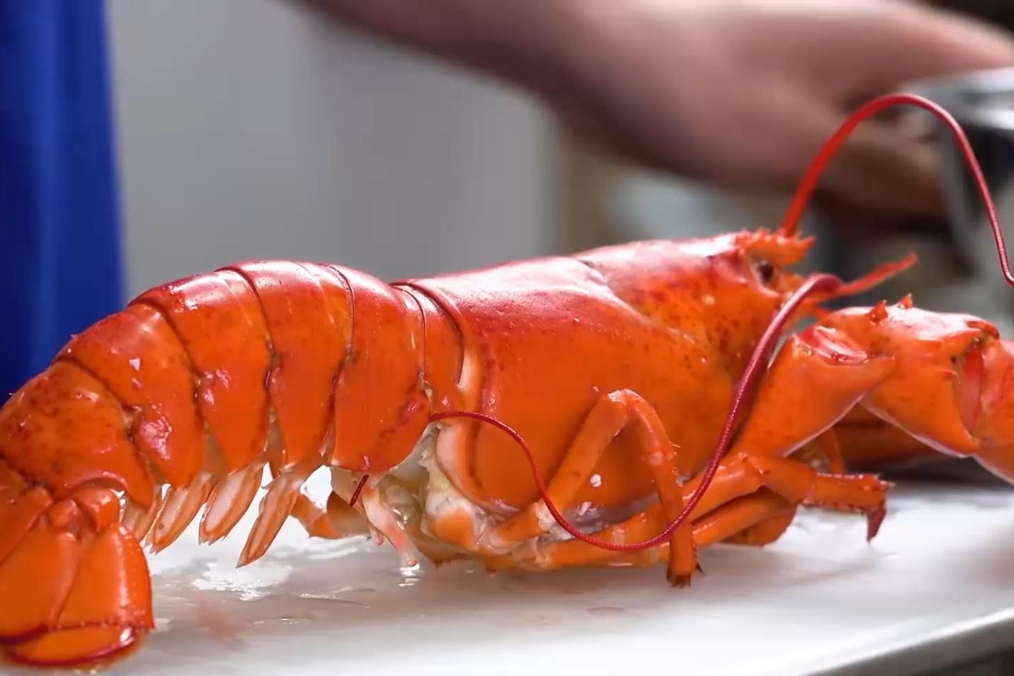 世界上最大的龙虾体重可达40斤吃货馋了这能吃几天