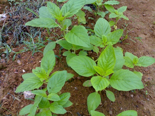 芝麻地如何安全除草芝麻化學除草需謹慎選對藥適量很重要