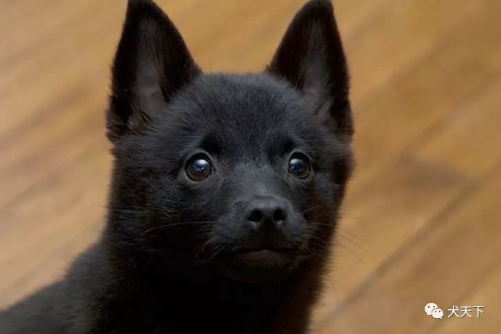 点指名犬机警无畏的黑色小精灵史奇派克犬