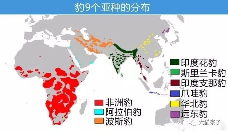 非洲豹,印度支那豹,印度豹,华北豹,斯里兰卡豹,爪哇豹,阿拉伯豹,远东