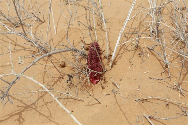 原创昆仑山上有一种不老草寄生在白刺的根部人称沙漠人参