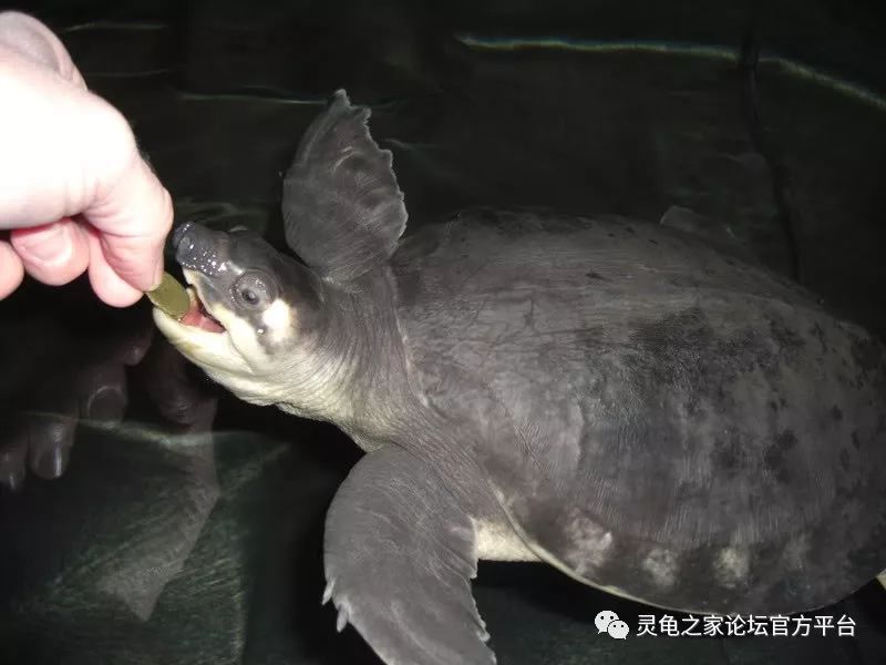 你好!飞河龟!_水族箱