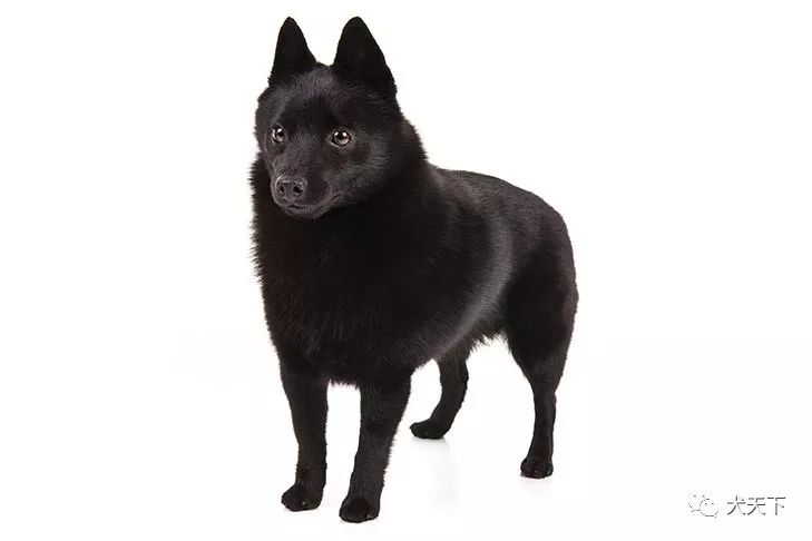 点指名犬——机警,无畏的黑色小精灵,史奇派克犬