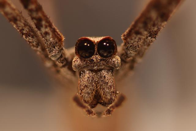 蜘蛛的复眼图片