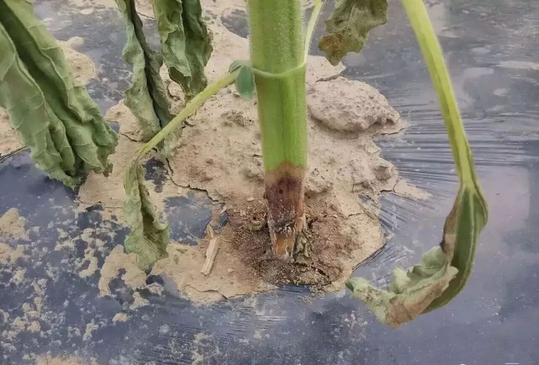 向日葵菌核病症状及防治措施