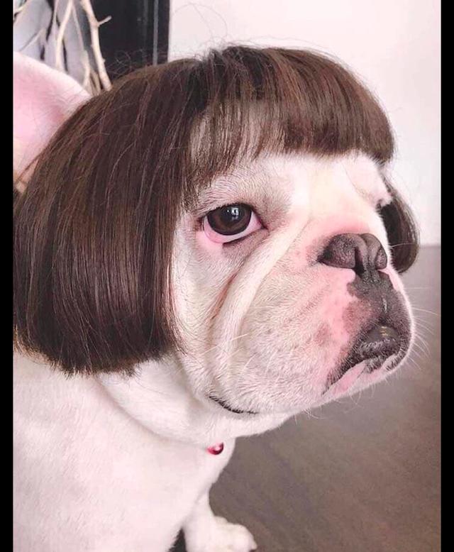 网友给狗狗戴上了假发,这模样看的好眼熟啊,德国总理默克尔?