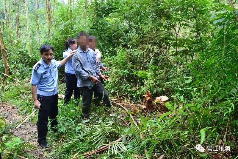 梧州2男1女组队偷盗桉树岑溪森林警方抓拿犯罪嫌疑人归案