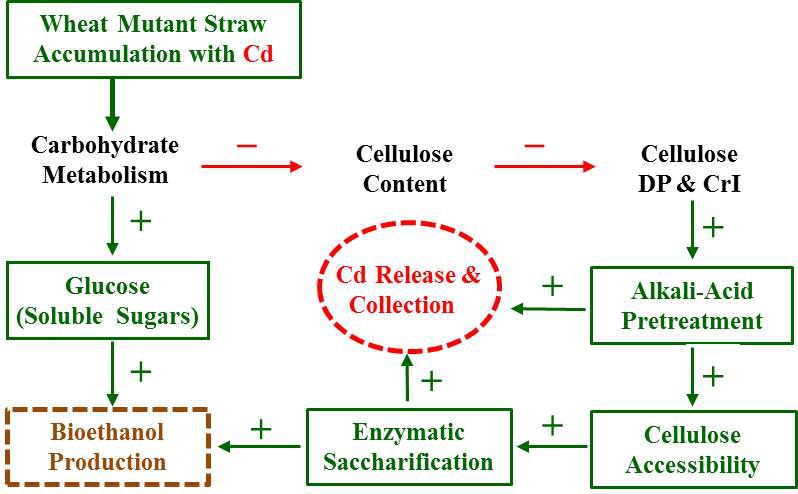 了题为"combined mild chemical pretreatments for complete cadmium
