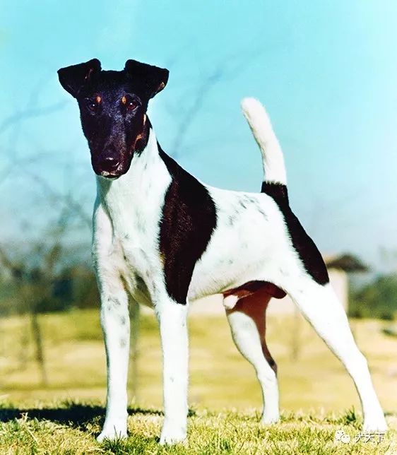 优秀的赛犬:完美的模板_品种