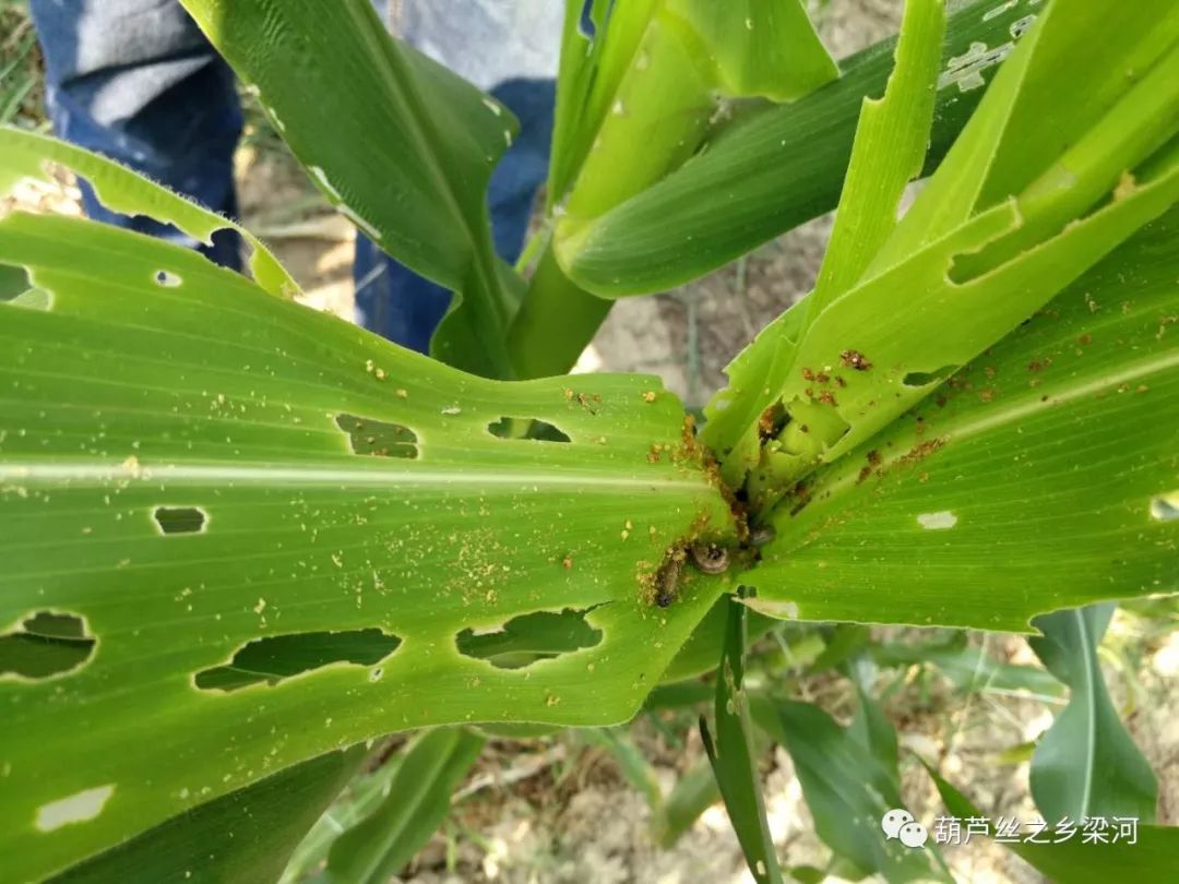 被草地贪夜蛾啃食的作物草地贪夜蛾的特点:尾部有四个小点呈正方形
