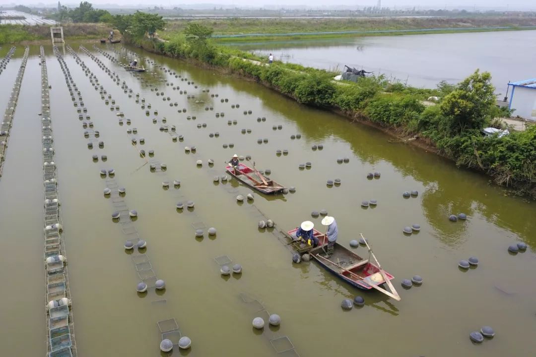 洪泽珍珠养殖富民被众多主流媒体聚焦