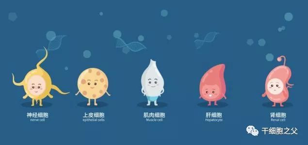 见证医学奇迹丨间充质干细胞唤醒昏迷的年轻妈妈