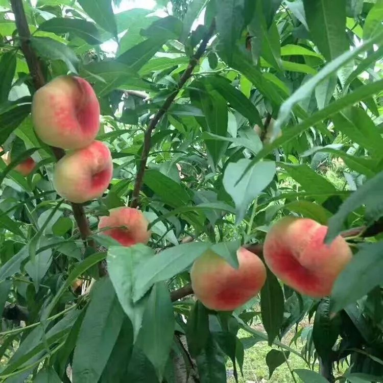 只卖7天这蟠桃甜嫩多汁今夏就爱这个味儿