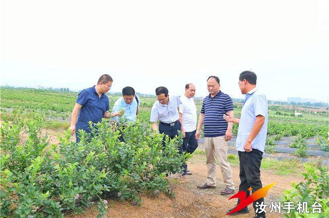 汝州市领导杜江涛到温泉镇调研农业扶贫产业