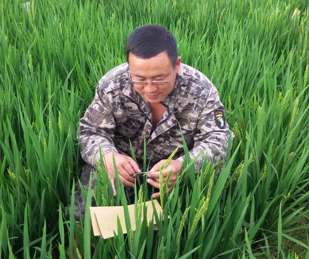 王一成式优秀农业科技工作者风采展作物与核技术利用