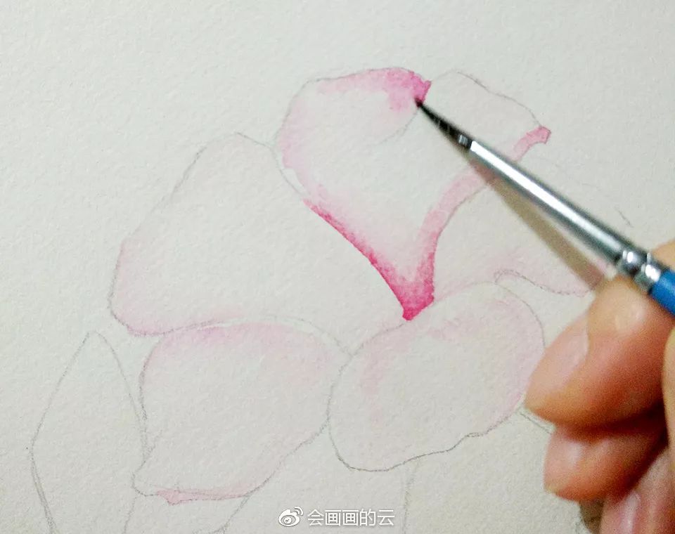紫茉莉简笔画彩色图片