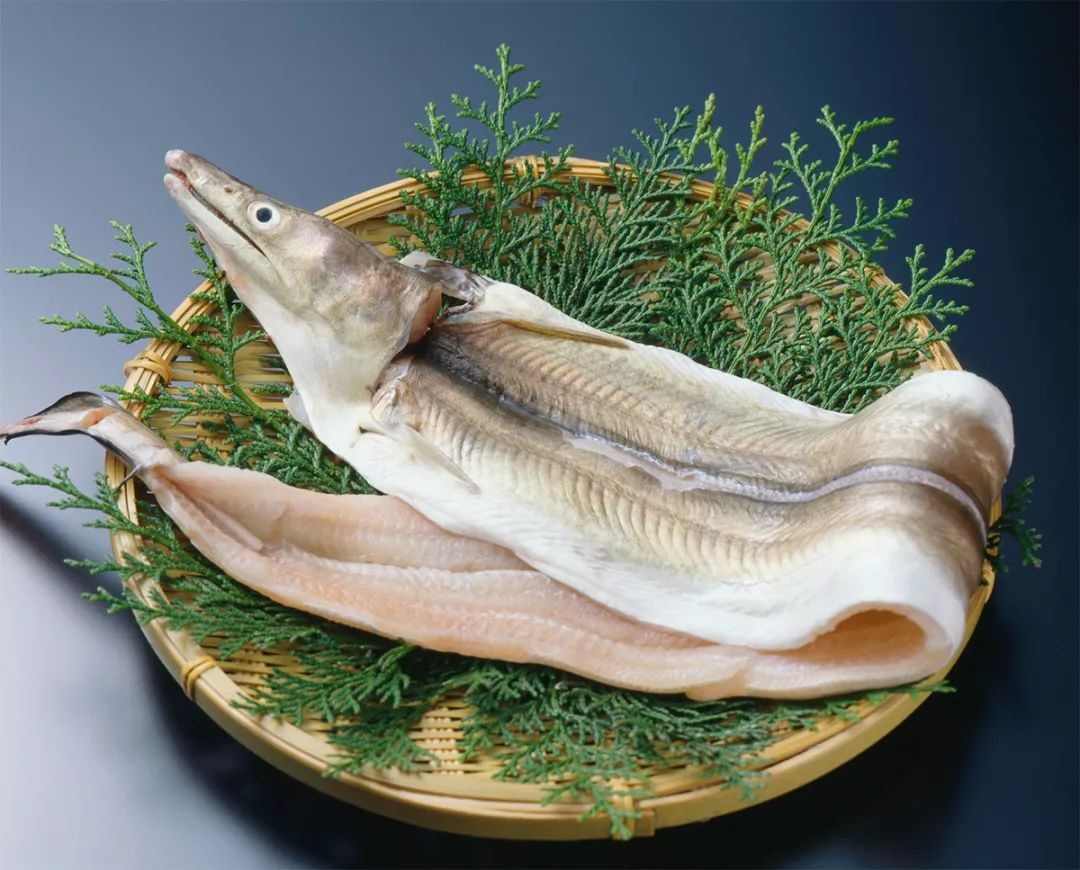 京都人选的是灰海鳗,味道很淡,远不像河鳗那样浓郁,料理的时候调味也