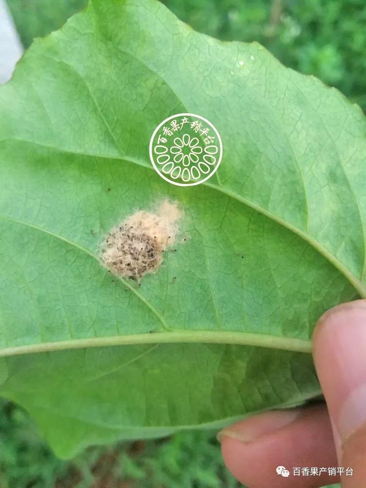 百香果斜纹夜蛾防治方法