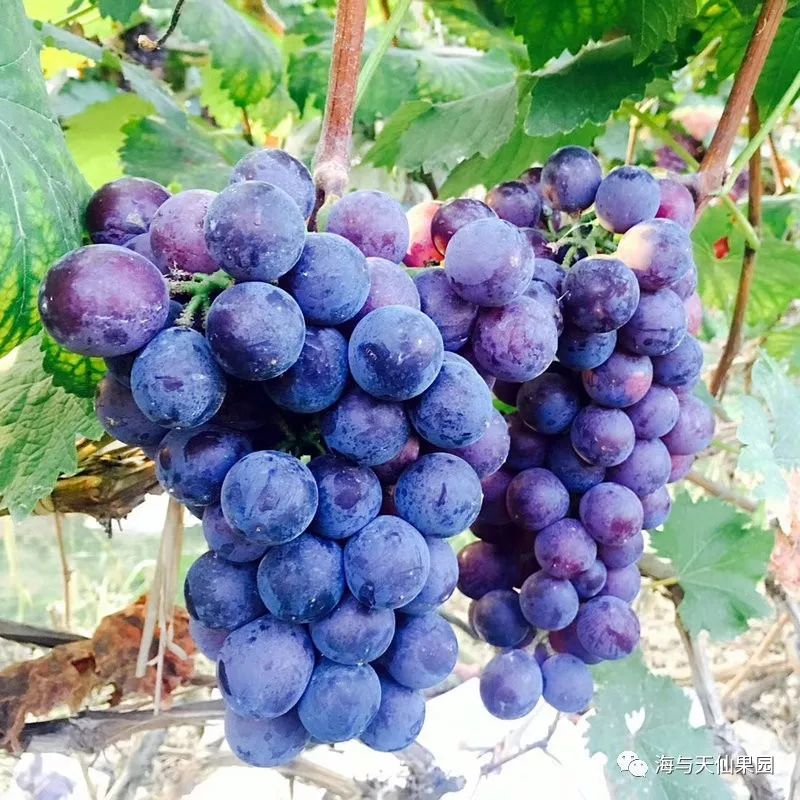 仙果园会员日会员日当天西瓜免费送龙眼葡萄低至299元箱