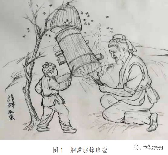 古法桶养中蜂之收蜜过程张河勇