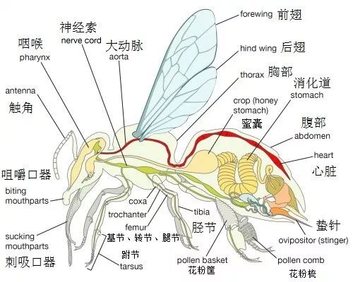 蜜蜂部位结构图片图片